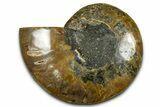 Cut & Polished Ammonite Fossil (Half) - Madagascar #377622-1